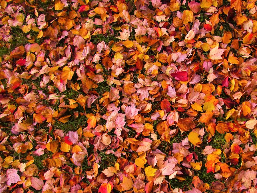 Autumn Carpet Photograph by Sharon Ackley