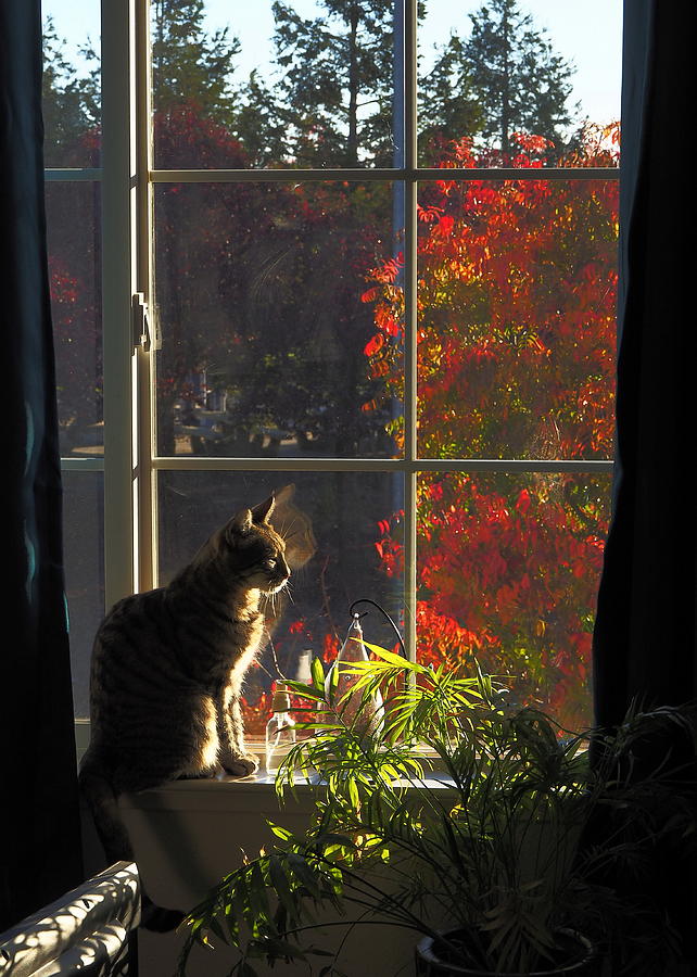 Autumn Cat View Photograph by Richard Thomas
