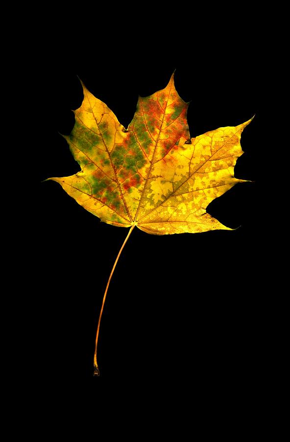 Autumn Change Photograph by Robert Piar