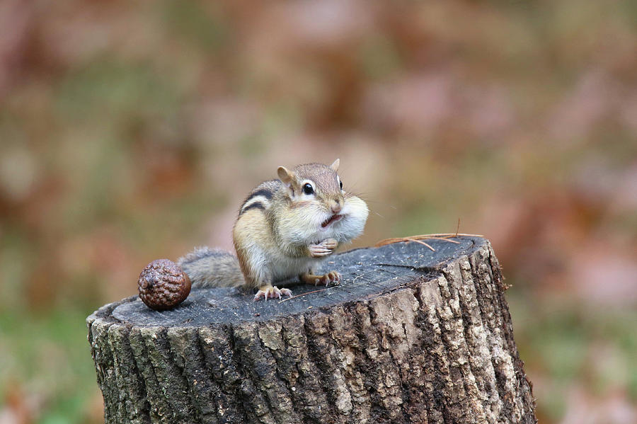 Autumn Chipmunk Photograph by Sue Feldberg - Fine Art America