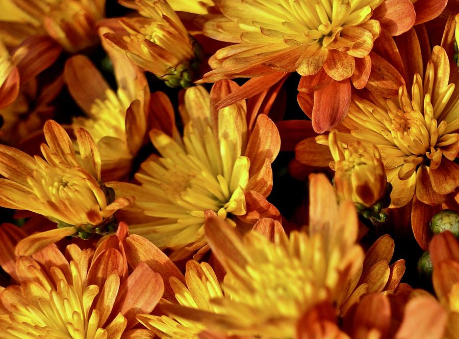 Autumn Chrysanthemums Photograph by Kathy Ozzard Chism