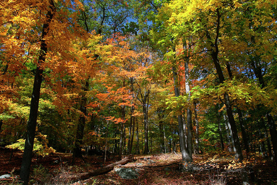 Autumn Clearing Photograph By Robert Goldwitz - Fine Art America