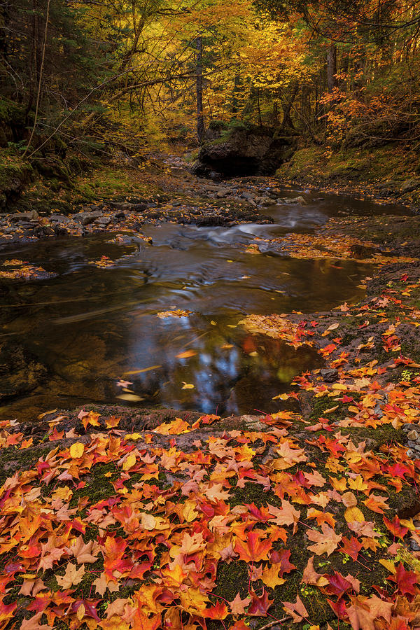 Autumn Cloaked Brook Photograph by Irwin Barrett