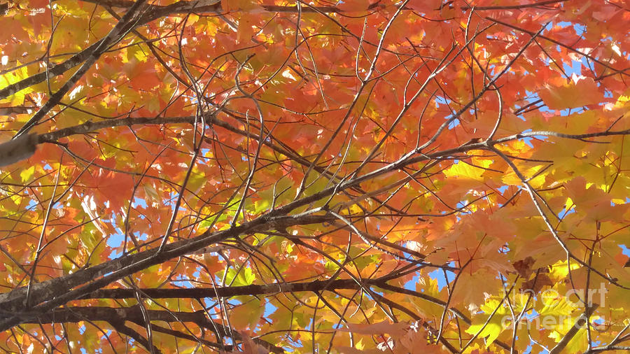 Autumn Color Photograph by Amy Dundon