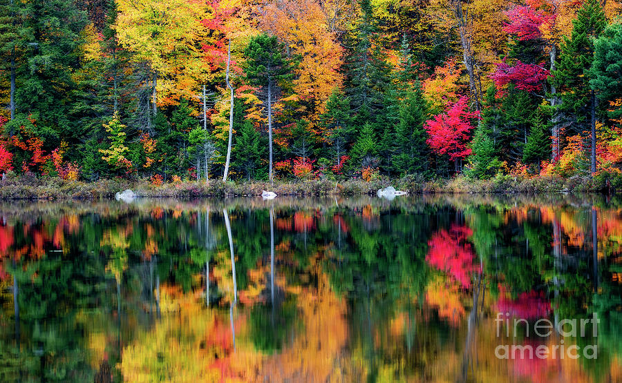 Autumn Color Burst Photograph by Joann Long