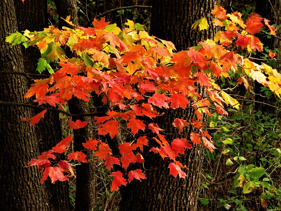 Tree Photograph - Autumn Color Burst  by Lori Frisch