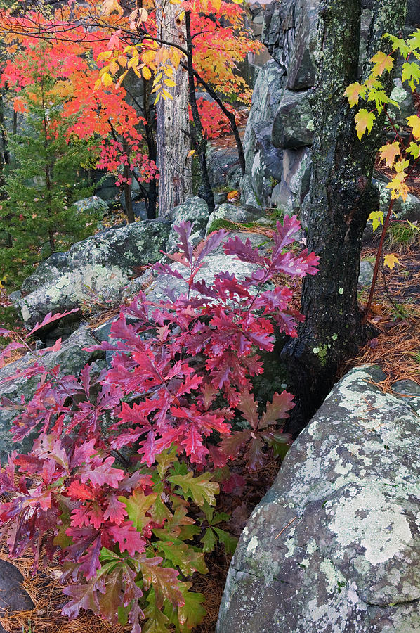 Nature Photograph - Autumn Color Foliage And Boulders by Panoramic Images