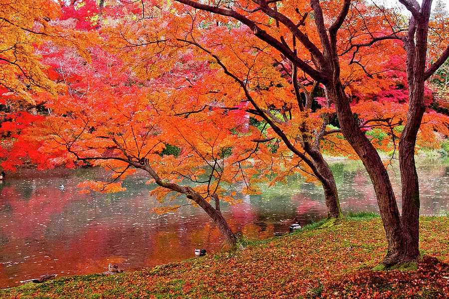 Autumn Color Photograph by Kyle Lin