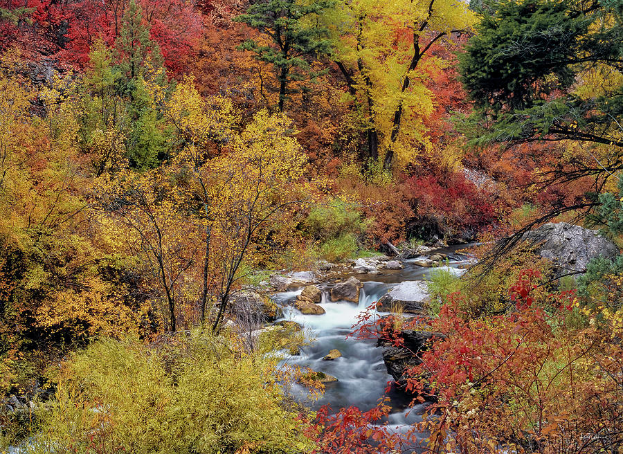 Autumn Color Photograph by Leland D Howard