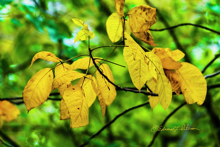 Autumn Color Yellow Photograph by Ed Peterson