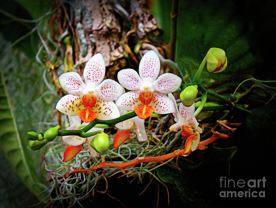 Autumn Colored Orchids Photograph by Sue Melvin