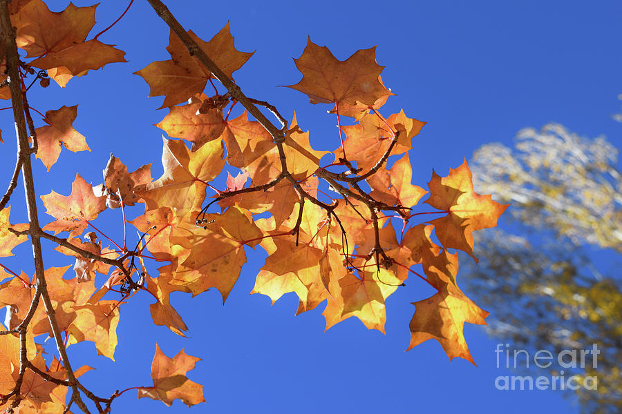 Autumn Colors - Breathe #1 by Gem S Visionary Autumn Colors - Breathe #1 by Gem S Visionary
