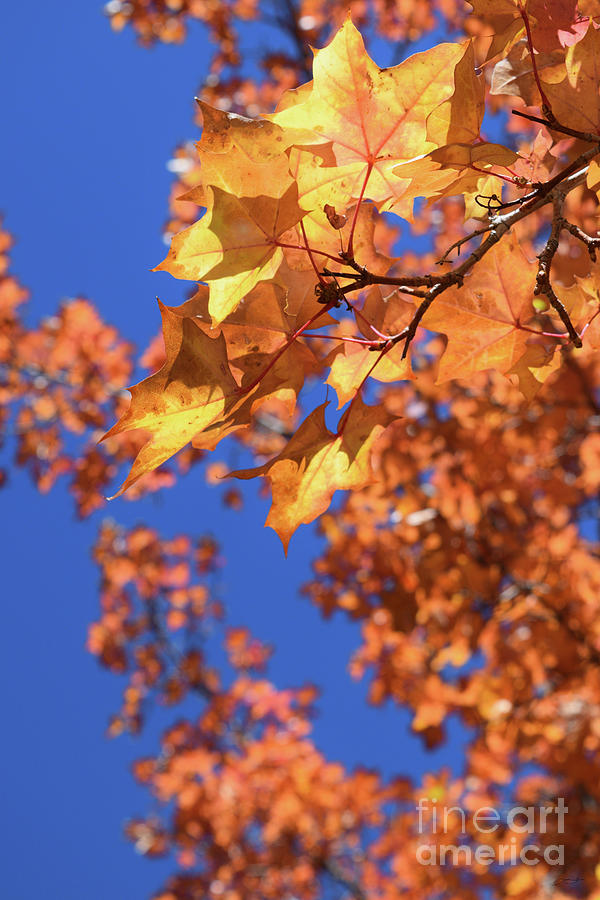 Autumn Colors - Breathe #2 by Gem S Visionary Autumn Colors - Breathe #2 by Gem S Visionary