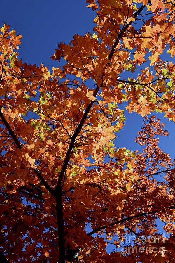 Autumn Tree - Foliage #6 by Gem S Visionary Autumn Tree - Foliage #6 by Gem S Visionary