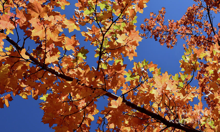 Autumn Colors - Breathe #5 by Gem S Visionary Autumn Colors - Breathe #5 by Gem S Visionary