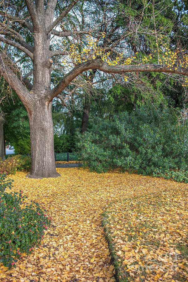 Autumn Colors - Capitol Grounds Photograph