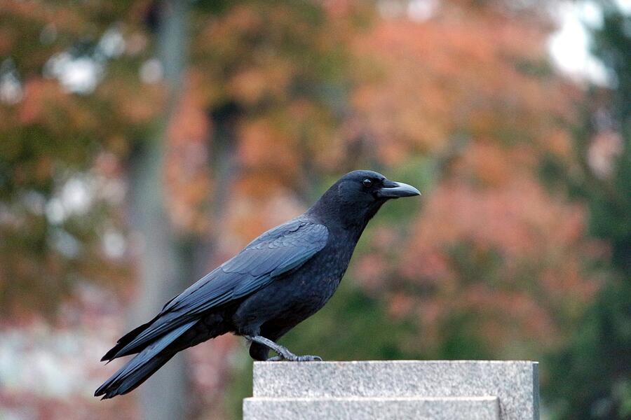 Autumn Colors Crow Photograph by Gothicrow Images - Fine Art America