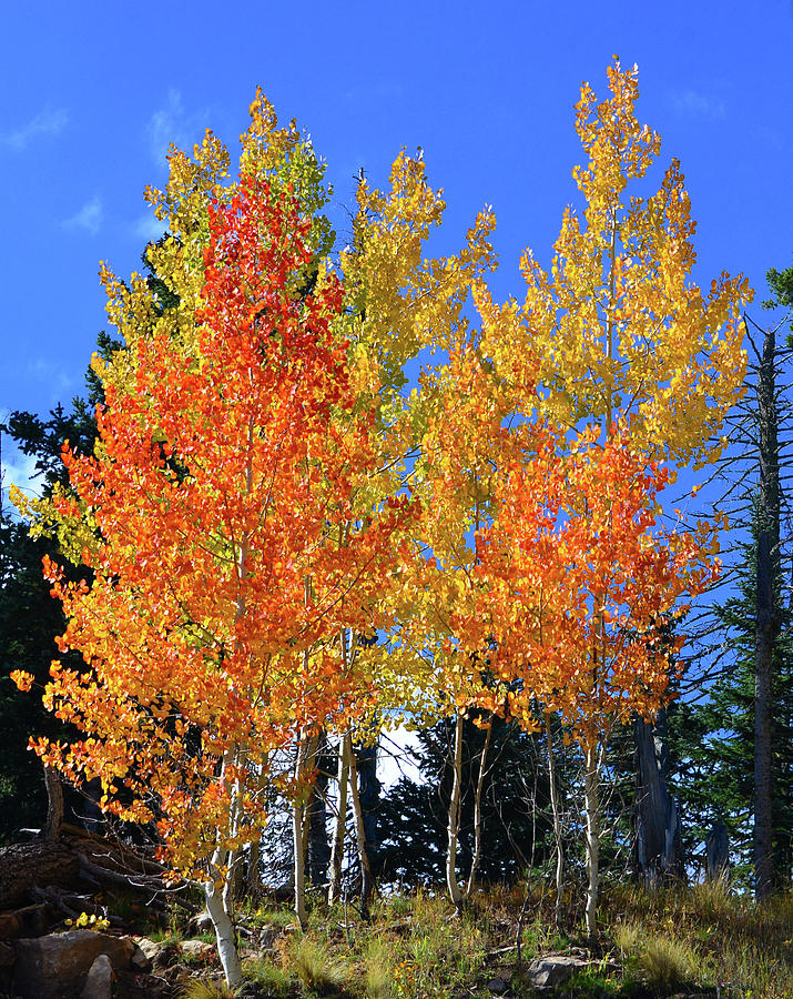 Autumn colors Photograph by David Lee Thompson