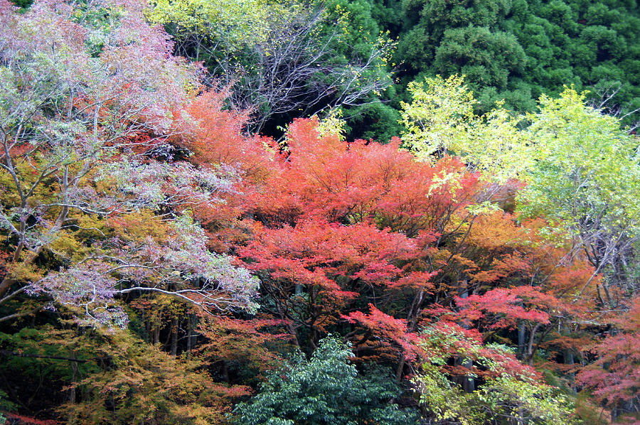 Autumn Colors Photograph by Demerval Arruda, Jr.