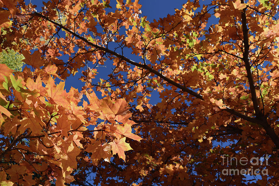Autumn Photograph - Autumn Tree - Foliage #3 by Gem S Visionary Autumn Photograph - Autumn Tree - Foliage #3 by Gem S Visionary