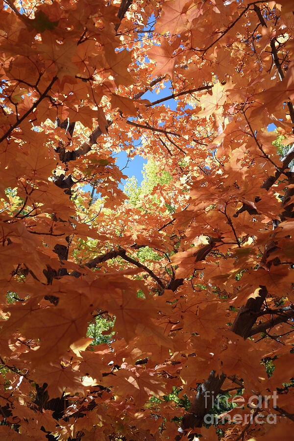 Autumn Photograph - Honey Maple #2 by Gem S Visionary Autumn Photograph - Honey Maple #2 by Gem S Visionary