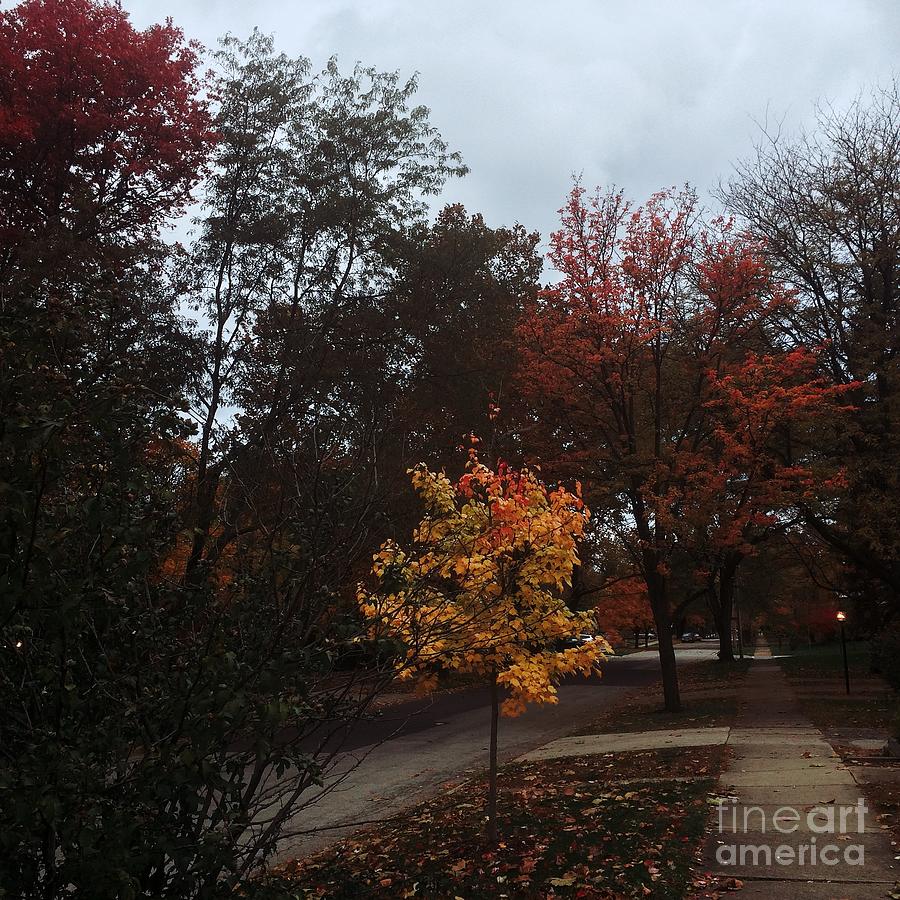 Autumn Colors In The Neighborhood Photograph