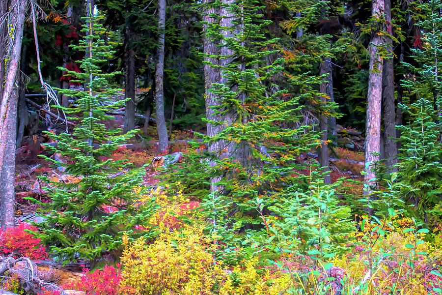 Autumn Colors in the Northern Cascades Photograph by Cathy Anderson