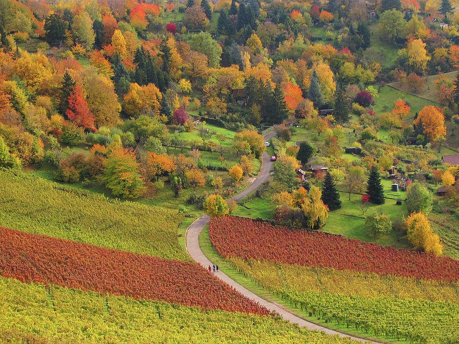 Autumn Colors In The Vineyard Photograph by Ursula Sander