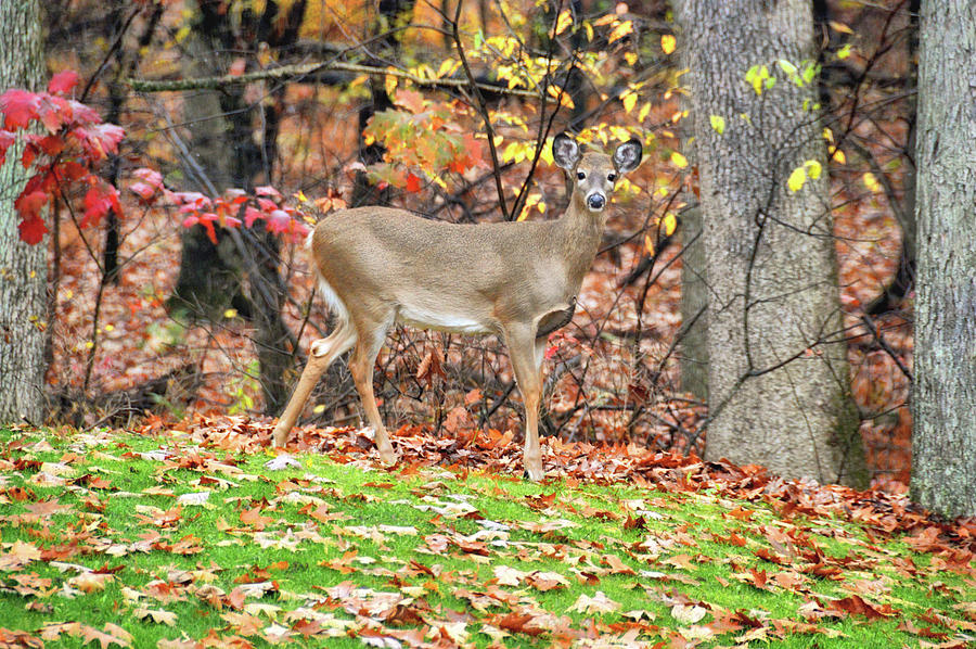 Deer Photograph - Autumn Colors by JAMART Photography