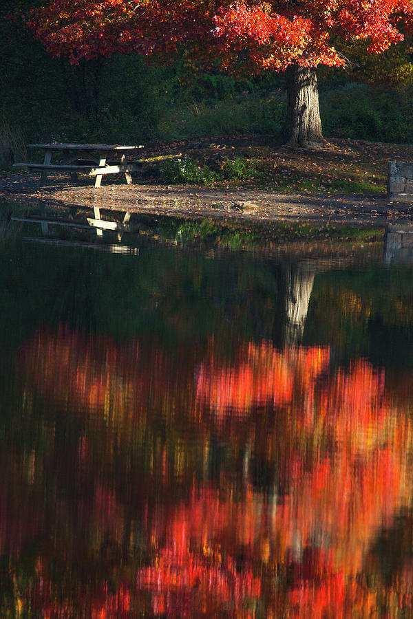Autumn Colors Photograph by Karol Livote