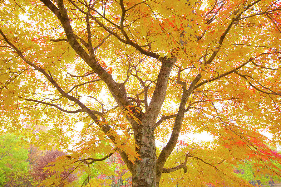 Autumn Colors Photograph by Photoaraki.com