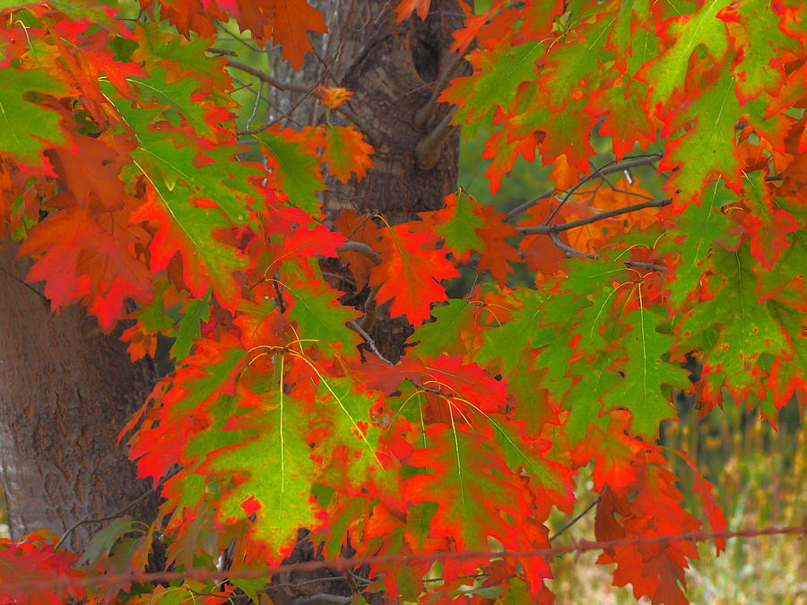 Autumn Colors Photograph by Richard Thomas