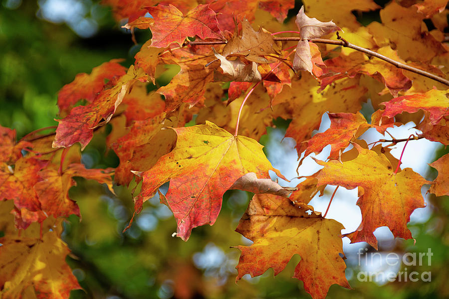 Autumn Colour Photograph by Lenore Locken