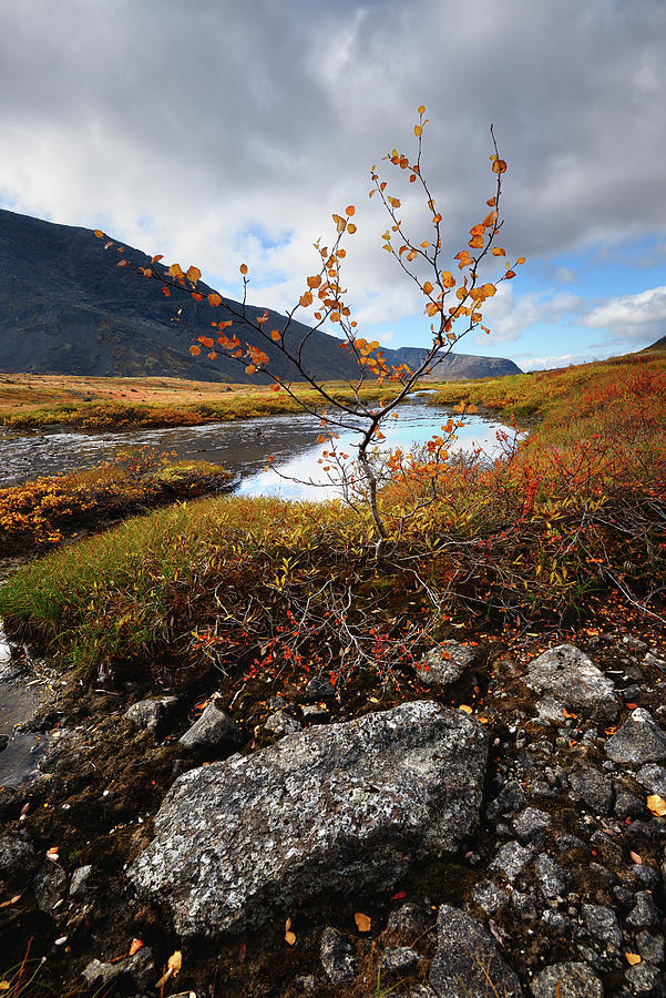 Autumn Coloured Valley At Malaya Belaya River, Khibiny Mountains, Kola ...