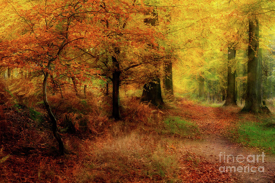 Autumn Colours Photograph by Ann Garrett - Fine Art America