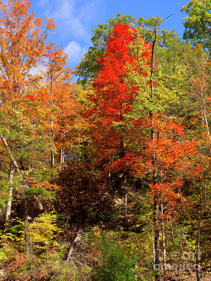 Autumn colours at Tiffany Creek Conservation Area Ontario Photograph by Louise Heusinkveld