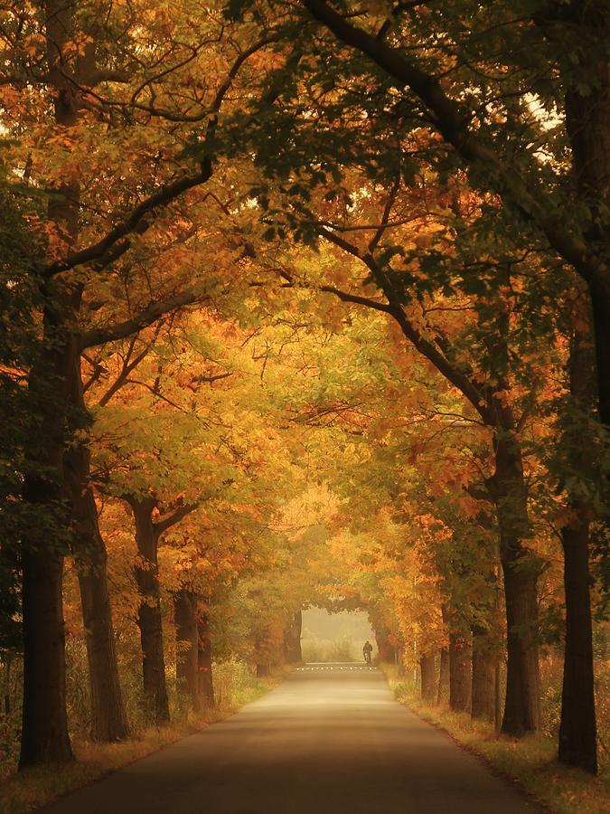 Tree Photograph - Autumn Commute by Vincent Croce