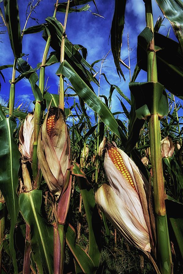 Autumn Corn Photograph by Karl Anderson