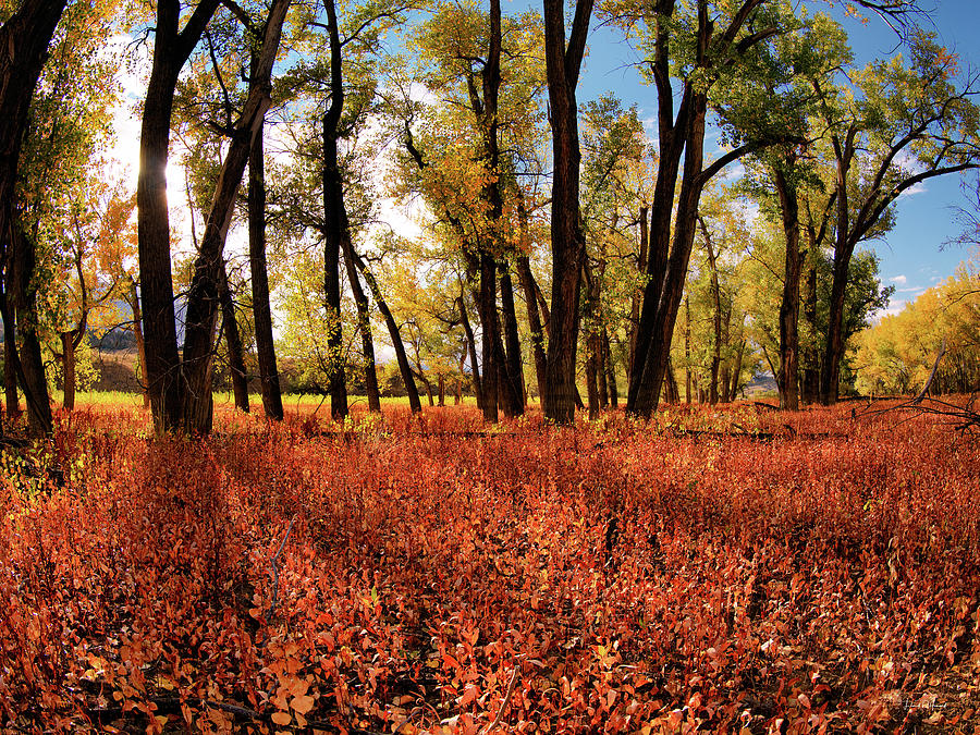 Autumn Cottonwood Sanctuary Photograph by Leland D Howard