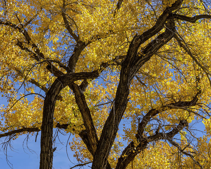 Autumn Cottonwood Trees I Color Photograph by David Gordon