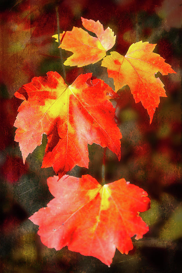 Autumn Crimson Splendor Photograph by Dan Carmichael