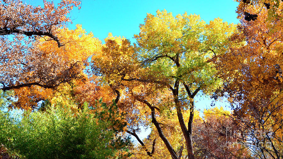 Autumn Photograph by Debby Pueschel