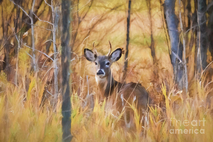 Autumn Deer Photograph by Lori Dobbs
