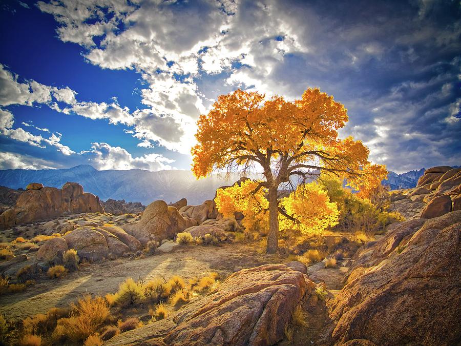 Autumn Desert Photograph by Martin Gollery