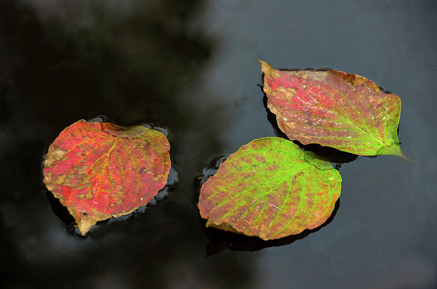 Autumn Dogwood Leaf Trio Photograph by Douglas Wielfaert