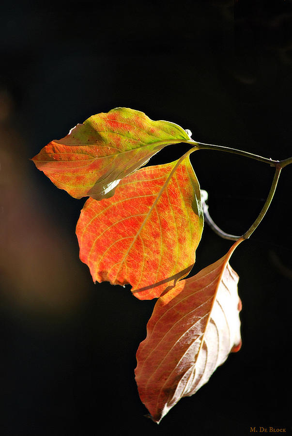 Autumn Dogwood Photograph by Marilyn DeBlock - Pixels