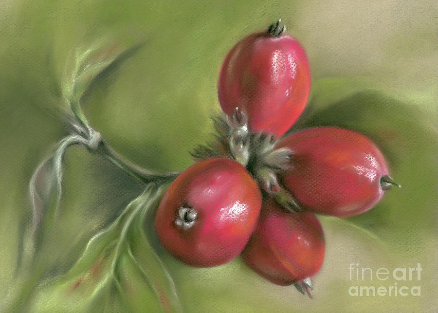 Autumn Dogwood Twig with Berries Painting by MM Anderson