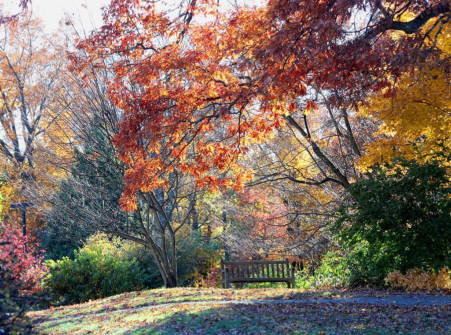 Autumn Dream Photograph by Living Color Photography Lorraine Lynch