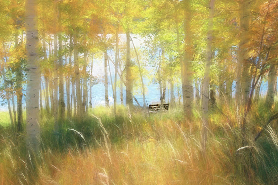 Tree Photograph - Autumn Dreams by Donna Kennedy