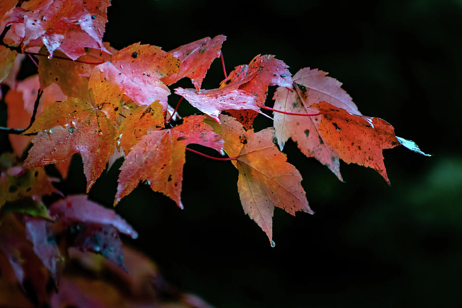 Autumn Drip Photograph by Joann Long